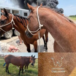 Good Samaritan Rescues Horses From Deadly I-44/Turner Turnpike Crash – Help Reunite Them With Their Family